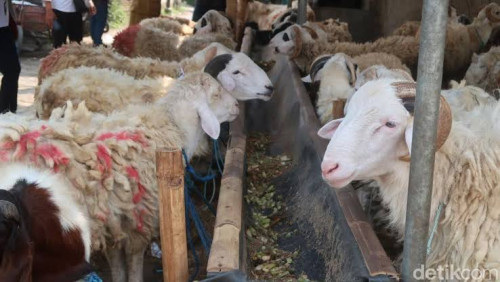 Kontak Qurban Cibeber Cilegon