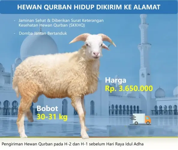 Kurban - Qurban Domba  cibeber cilegon