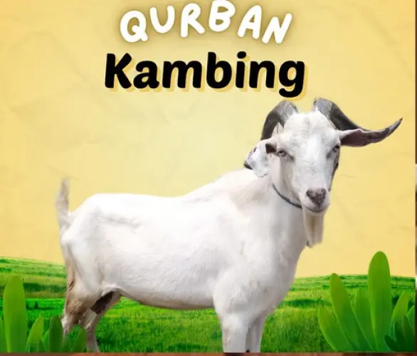 Kurban - Qurban Kambing  cibeber cilegon