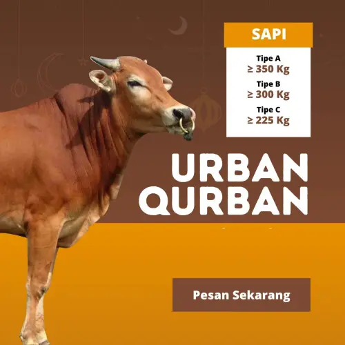 Kurban - Qurban Sapi  cibeber cilegon